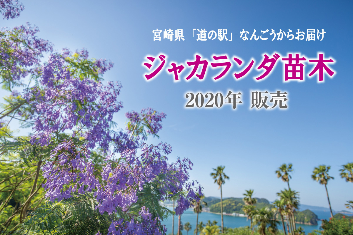 年ジャカランダの苗を販売いたします 道の駅なんごう 宮崎県日南市