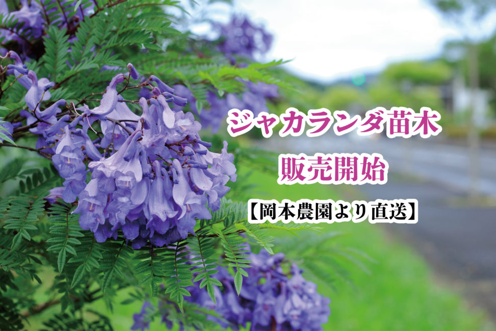 21年ジャカランダの苗を販売いたします 道の駅なんごう 宮崎県日南市